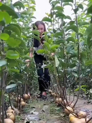 秋月梨树苗#梨树苗 #点击小黄车下单