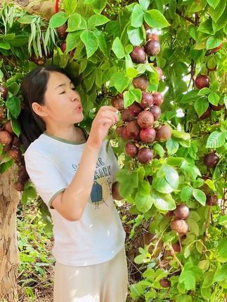 #山竹#水果皇后#新鲜应季水果 #老树麻竹