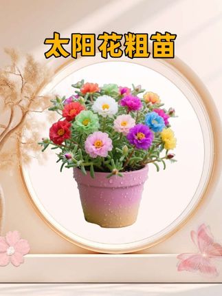 #三农 #太阳花种子 #好看 #治愈