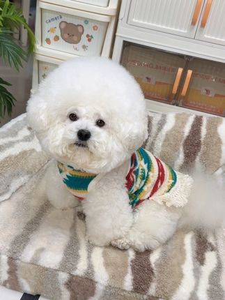 民族风马夹弹力大,宝贝穿着保暖又舒服#萌宠好物 #宠物衣服 #比熊