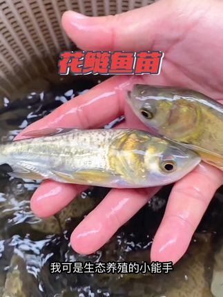 吃的是浮游,净的是水质,养的是放心!#我的乡村生活 #水产人 #农村创业 #花鲢鱼苗