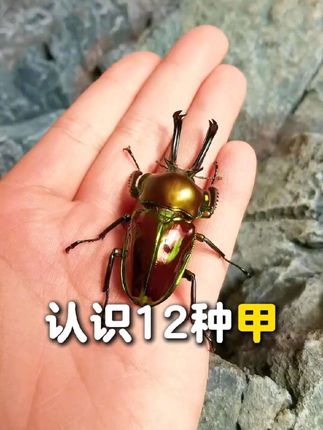 抓到了12种甲虫,你喜欢哪个?#甲虫 #独角仙