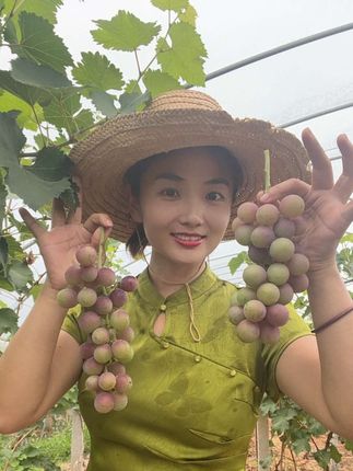 #创作灵感 #优质农产品 #葡萄🍇 #应季水果 #快来一起尝个鲜 快来咯、还有20几天就结束了哦✔️,超级好吃😋