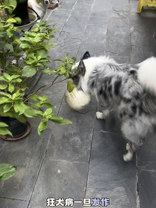 家里有猫猫狗狗的真的太需要了!一年检测一次,安心无忧。#养狗经验分享 #科学养宠攻略 #萌宠 #萌宠 #宠物知识