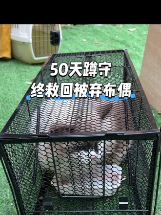 50天蹲守,终于救回被遗弃布偶#50天成功救助布偶 #被弃布偶有家了 #养宠终身责任制 #不弃养不抛弃#流浪猫