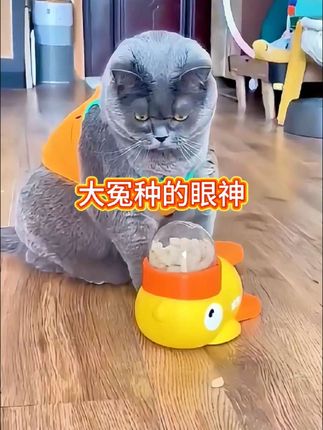 家里有猫猫的注意了 #萌宠成精了 #萌宠日常记录 #萌宠好物