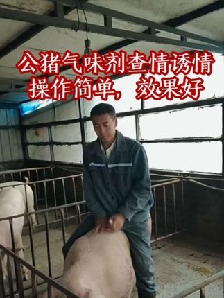 母猪不发情,喷一喷诱导发情,母猪发情不静立,喷一喷立马稳稳的#养猪人#公猪气味剂#母猪不发情#母猪发情不静立#养猪人加油干