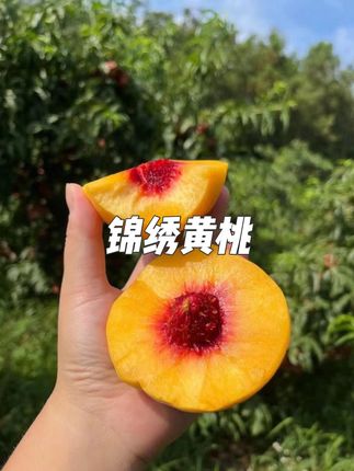 湖北三湖锦绣黄桃 2025年的三湖锦绣黄桃又成熟啦!颜值与美味并存,一口咬下去又脆又甜~这个夏天,让你再一次实现黄桃自由,喜欢吃桃的友友们千万别错过哟~#现摘现发新鲜到家 #优质农产品 #新鲜应季水果 #锦绣黄桃