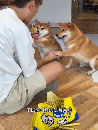 小狗小猫都能吃的火腿肠一大袋子100根#萌宠 #这也太好吃了 #狗狗