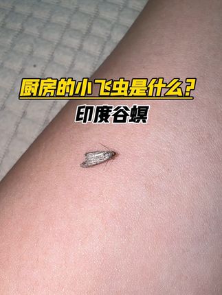 厨房莫名出现小飞虫?大概率是印度谷螟,还专搞“粮食破坏!”它超“恋家”!成虫不会远距离飞,基本就在产卵的粮食附近活动,源头往往是家里没密封好的旧粮!”危害可不小!幼虫不仅吃粮食,还会留下虫粪、蜕皮,让粮食发霉变质,吃了对健康有害,一袋好粮直接报废!家中出现印度谷螟在粮食上,一定要及时清除,再使用这款呋虫胺杀虫剂进行预防,这款药剂无色无味,只需喷在储存粮食的地方,虫子接触就会灭亡!#印度谷螟 #印度谷螟怎么消灭 #印度谷螟防治 #印度谷螟的危害 #印度谷螟防治