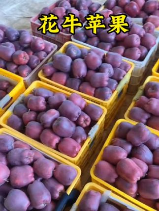 花牛苹果可脆可面很好吃#优质农产品 #新鲜采摘 #快来一起尝个鲜 #花牛苹果 #花牛苹果成熟了
