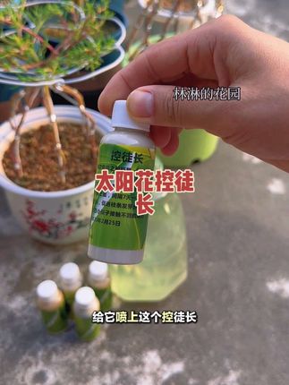 想让太阳花短枝开花很简单,最后一次修剪完,等新芽长到2或者3公分左右就喷上这个控徒长,三天喷一次,喷个两三次就可以了#太阳花控徒长#太阳花控型#重瓣太阳花 #爱生活爱养花