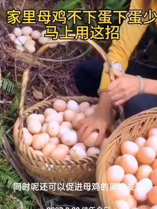 鸡鸭鹅养殖不下蛋或者下蛋少沙皮蛋软皮蛋马上用这招#养鸡 #土鸡 #养鹅技术分享 #鸡鸭鹅养殖 #超便宜超划算