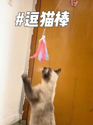 贝护吸盘逗猫棒  有了它直接解放双手  猫咪根本玩不够!#逗猫神器 #萌宠出道计划 #萌宠好物#逗猫棒#贝护