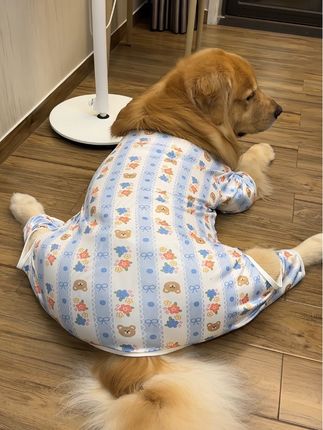 天气慢慢入秋了给毛孩整了件四脚衣 防着凉还防掉毛 1-130斤猫猫狗狗都能穿#狗狗衣服 #萌宠好物 #金毛