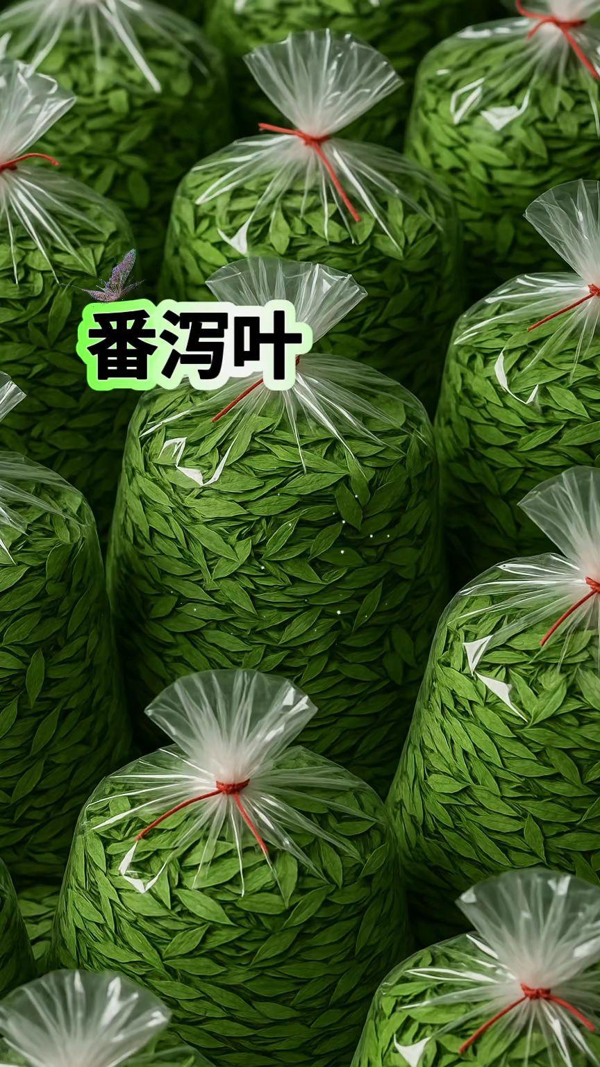 邂逅番泻叶, 探寻自然的秘语! 在植物的奇妙王国中,番泻叶宛如一位低调的隐士,静 静散发着独特魅力!它的叶片修长而舒展,脉络清晰 如细腻的纹理诉说着岁月的故事!色泽鲜绿恰似春日 里最鲜嫩的新芽,透着蓬勃的生机!当你轻轻触碰番泻 叶,指尖传来的是它独特的质感,不粗糙也不娇弱,恰 到好处的韧性让人感受到自然的巧妙雕琢!凑近细闻,那股淡淡的清香,瞬间将你带入充满阳光与泥土芬芳的 田野! 番泻叶生长在温暖的角落,它是大自然的馈赠,承载着 阳光雨露的恩泽!从采摘到晾晒, 每一道工序都凝聚着 匠人的心血!#番泻叶#茶生活 #养生茶 #好喝不贵
