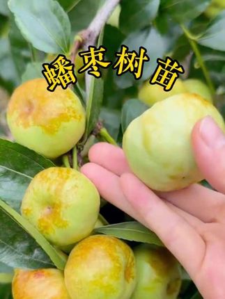 离核大枣帝王蟠枣树庭院耐寒四季种植大果枣树苗南北方适宜#蟠枣树苗#蟠枣树苗批发 #枣树新品种#枣树种植#适合南北方种植的果树苗