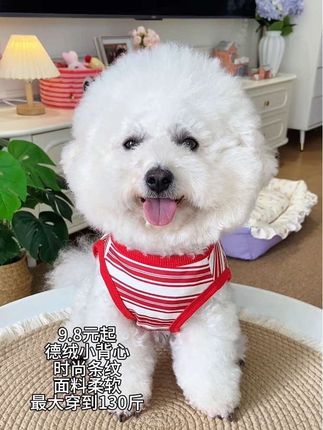 薅到了便宜又好看的德绒小背心,毛孩穿上好可爱#宠物衣服 #狗狗衣服#猫咪衣服#萌宠好物#萌宠