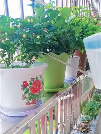 三元复合肥,是氮磷钾都是15的配比,通用型的,可埋土里,可撒盆后浇水,可兑水浇盆,家里的花花草草和瓜果蔬菜都可用!薄肥勤施效果好!#爱生活爱养花 #花卉养护 #好物推荐🔥