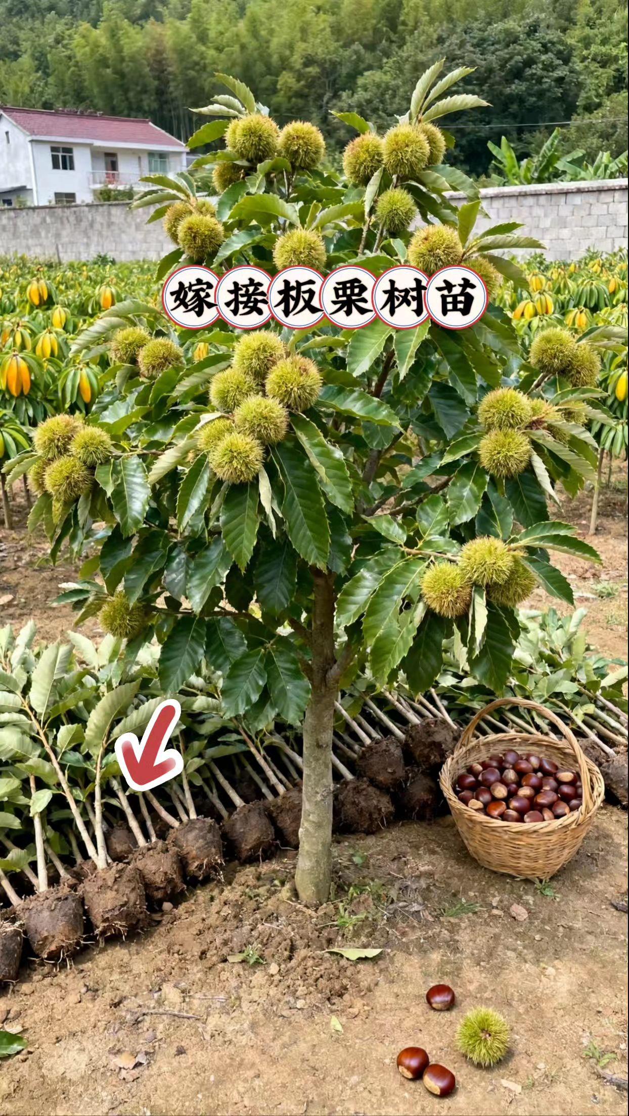 嫁接板栗树苗。家人们,想实现板栗自由吗?快来看咱家的嫁接板栗树苗!#果树苗 🌱它生长速度快,比普通树苗更早结果,让你不用苦等。而且抗逆性强,不管是寒冷地区,还是容易有病虫害的地方,它都能茁壮成长。结出来的板栗果实饱满、香甜可口,粉糯香甜,产量非常高,种上几棵,年年都能大丰收。 不管你是有小院,还是有闲置空土地的 ,都能种。现在正是种植的好时机,点击下方链接下单,把“摇钱树”带回家,明年就能品尝到自己种的美味板栗啦 ! #嫁接板栗苗 #基地直发 #三农种植 #果树种植