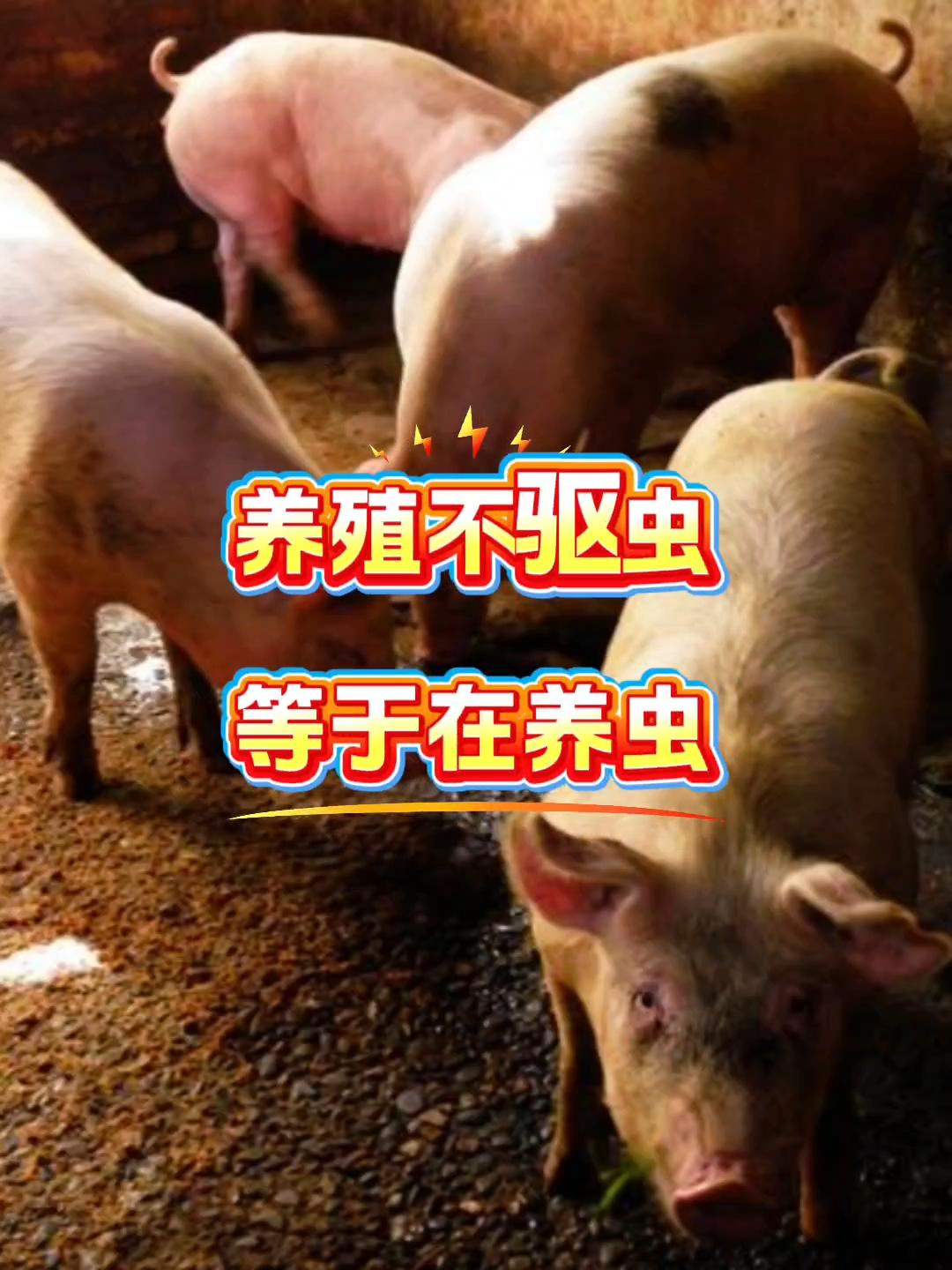 #养殖人 #猪牛羊养殖 #科学养殖 #三农 #养殖人加油
