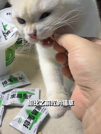 云杉排毛片,掉毛怪必备这个排毛片真的是个好东西,化毛膏太伤肠胃,而且会吐得满地都是,相比猫草棒更方便储存,养猫必备#猫咪日常#记录猫咪日常 #养猫好物#萌宠好物#养猫新手