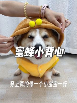 这款小蜜蜂背心真的太可爱啦 #宠物衣服 #短腿柯基 #萌宠出道计划