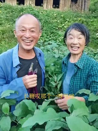 摘点茄子回家做中午的菜#乡村生活#50后 #夫妻#菜园#唱歌给你听 @抖音创作小助手 @记录分享农村生活