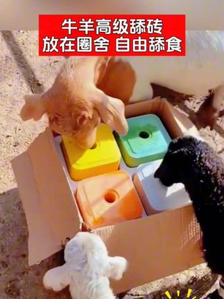 牛羊舔砖 补充营养提高牛羊食欲防止异食癖#牛羊舔砖 #农村养殖 #每天分享牛羊养殖小知识