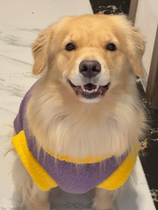 冬天来啦❄️毛绒绒的衣服给你家小狗安排上呀! #金毛 #狗狗衣服