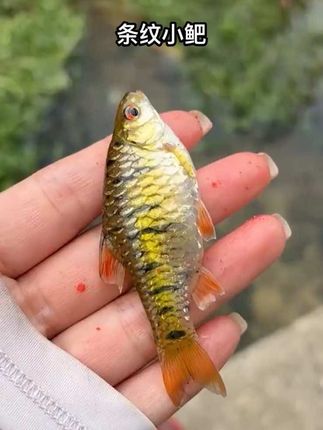 #条纹小鲃 #条纹小鲃鱼 #原生鱼 #冷水鱼 #溪流缸鱼