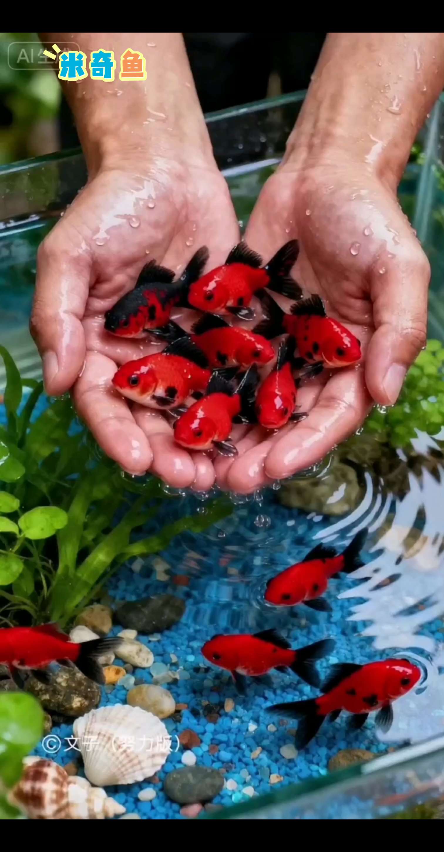 新手必入!软萌米奇鱼养鱼小白也能轻松拿捏。家人们!有没有想养鱼但怕养不活的?今天给你们推荐这款“入门级神鱼”——米奇鱼,颜值高还好养,新手闭眼冲! 你看它多可爱!身体小小的,尾巴上有三个黑色圆点,像极了米奇的脑袋和耳朵,游动的时候一扭一扭的,活脱脱一群“水中小米奇”,放在鱼缸里超亮眼,不管是摆在客厅还是书桌,都特别治愈! 关键是它太好养了!不用精心调水质,普通自来水晒两天就能用;不用喂复杂的饲料,普通鱼食每天撒一点就行;对水温要求也不高,常温环境下就能活得好好的,就算偶尔忘了换水喂食,也照样活力满满,养鱼小白再也不怕“养啥死啥”了!#养鱼日记 #米奇鱼 #观赏鱼 #鱼缸里的大自然 #养鱼 @抖加🔥上热门🔥dou+🔥热点宝 @DOU+上热门