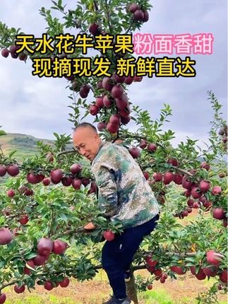 粉面花牛苹果已经成熟了快来尝尝吧