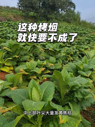 有机清液超钾,鳌合镁硼铁锌钛,搭配苯丙胺酸,效用自然不一般#烤烟叶尖发黄焦枯 #烤烟气候性斑点 #憨烟黑爆烟 #花苷素钾多肽 #烤烟杂色上灰