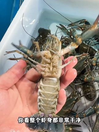 爱吃虾又怕重金属超标的老板,一定要试试这个淡水蓝龙虾, 这个虾你可以放心吃,而且和小青龙波龙一样的口感#蓝龙虾 #龙虾