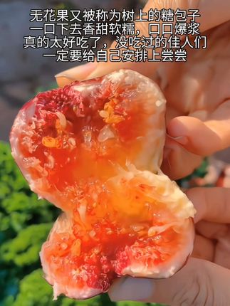 #优质农产品 #强烈推荐 #快来一起尝个鲜 #新鲜采摘 #无花果@DOU+小助手