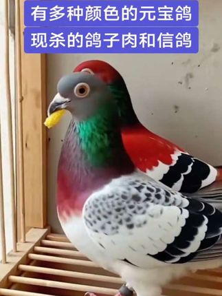 #大体元宝鸽 #农村养殖 ,爱养鸽人 ,五谷杂粮就能喂养,月月下蛋,月月繁殖可以当观赏品,可以当肉食品。