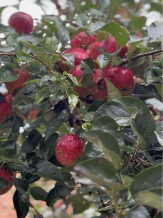 “你说苹果会有什么烦恼呢”