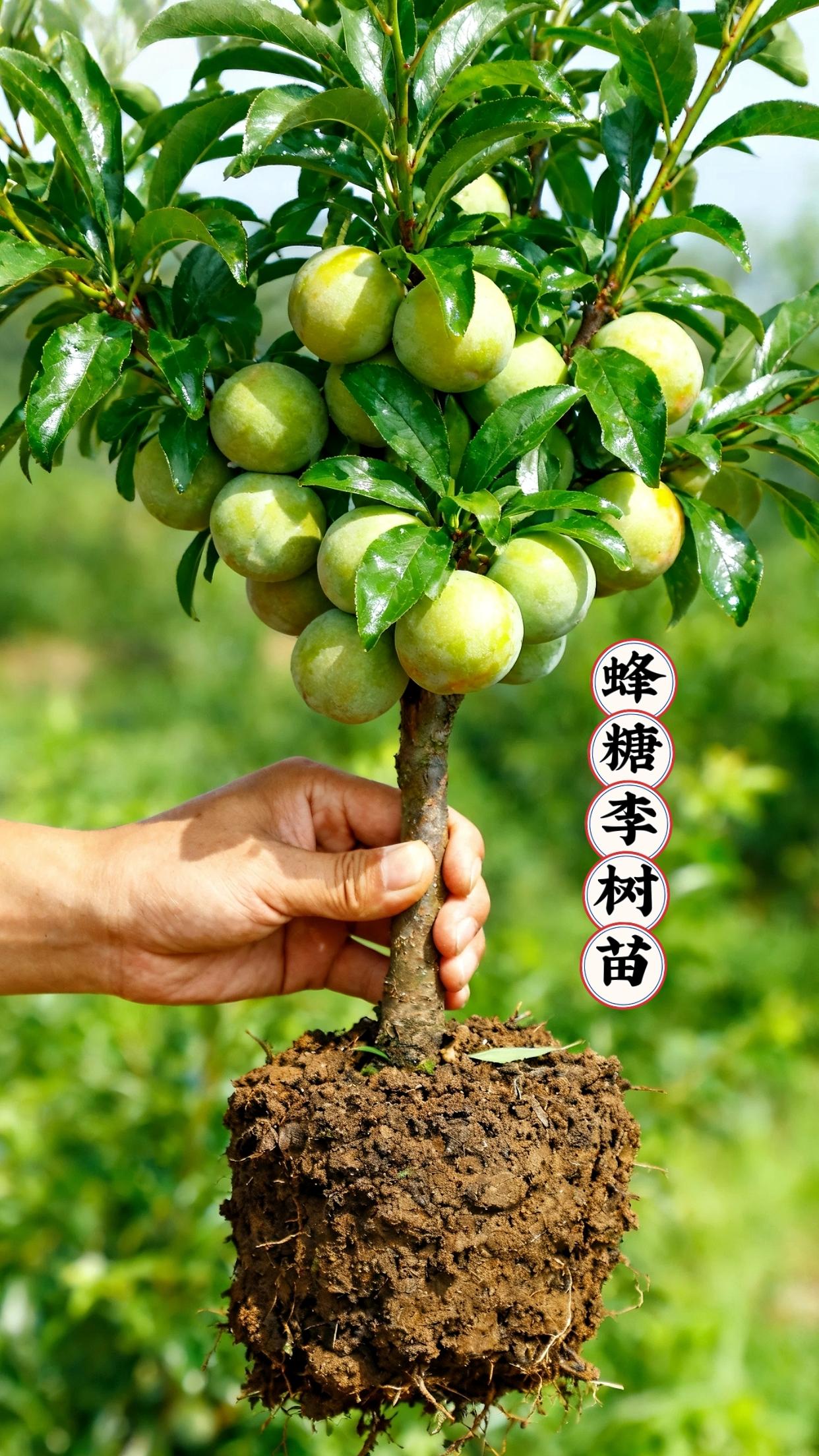 蜂糖李树苗~#蜂糖李树苗 #果树苗 #三农种植 #嫁接苗 #盆栽地栽南北方均可种植