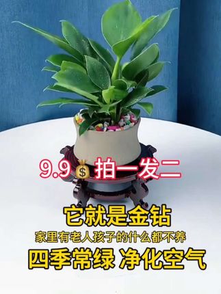 金钻盆栽9块9发2盆 #大叶金钻绿植 #室内盆栽