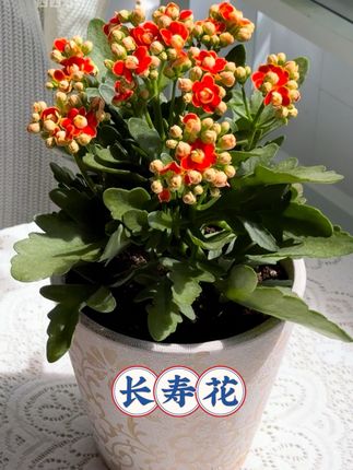 新手养花首选长寿花,花期长,花量大👍 #长寿花 #金狐狸长寿花 #养花日常 #盆栽绿植 #室内绿植