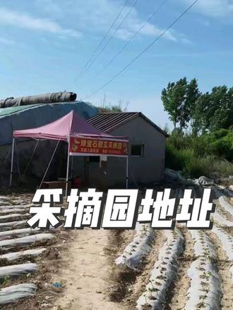 在灵石想吃现摘绿宝甜瓜的朋友,看这里看这里!
红杏科技大棚的路线给你们指引好了——跟着这个上坡一直走,箭头指的那片就是我家大棚啦!
甜瓜都是脆甜爆汁的那种,直接来地里挑最新鲜的,保准让你吃到爽~#灵石甜瓜采摘 #本地水果直达 #路线导航 #大棚种植 #记录我的大棚种植生活
