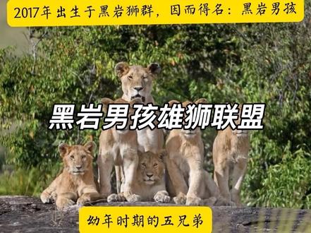 一直想做黑岩男孩的合集,奈何不知从哪入手,那就简单描述他们的一生吧。黑岩男孩于2017年出生于黑岩狮群,五兄弟两岁多时就失去了父辈,自此他们帮助妈妈阿姨捕猎,照顾狮群的二胎弟弟妹妹。2021年黑岩男孩入驻荣嘉狮群成为地主雄狮,可好景不长,2021年年底,小隆戈突然失踪,万幸的是小隆戈失踪时母狮已怀孕,并存活一子(就是金刚宝)。剩下的四兄弟两两分组,奥胖小坏蛋负责在外巡逻开疆扩土,而圈圈和米娜则守护照顾狮群。2022年狮群二胎陆续出生,2024年1月底小坏蛋被马赛人杀害,至此奥胖也结束他街溜子属性,回归狮群。随着三胎陆续出生,狮群一片兴旺,本以为一切都会朝着好的方向发展,然2025年1月底圈圈被牧民杀害,接着9月底奥胖失踪,至此,黑岩男孩只剩下米娜。还记得兄弟都在的时候,米娜总是被说懒惰,依靠兄弟,既不巡逻 ,也不捕猎,每天潇洒帅气在约会。可如今,结果出乎意料却又在意料之中,米娜那么刚的性子,又怎会放弃狮群独自苟活,他拖着瘸腿往返两个狮群,积极巡逻,用他自己的方式守护着兄弟们的血脉。虽然鬃毛日渐潦草,身形消瘦,可在我们心中,他还是那个东非最美的太阳花—美娜娜。#黑岩男孩#荣嘉狮群#无花果狮群#保护动物关爱生命
