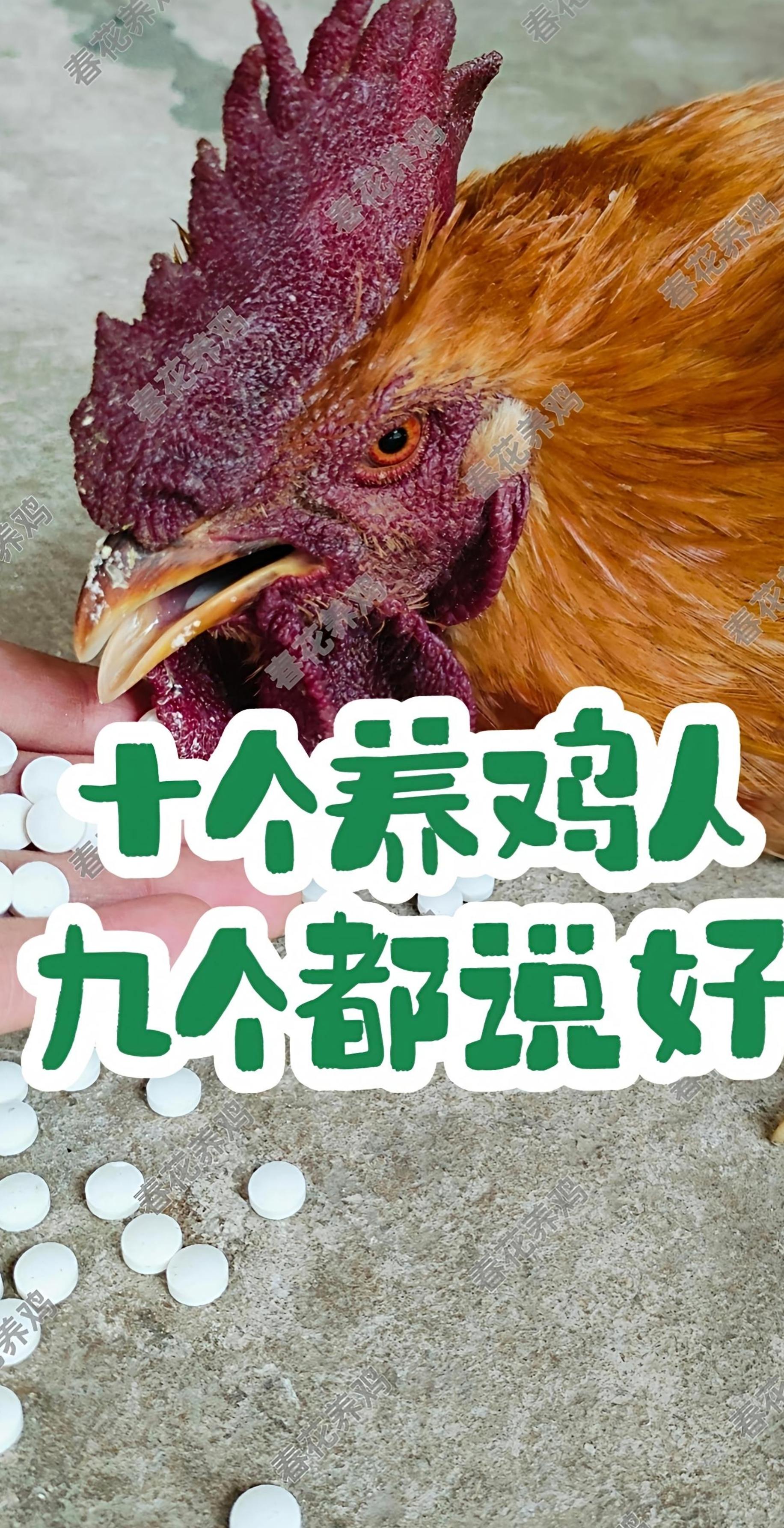 #养鸡 #三农养殖 #鸡鸭鹅养殖 #家禽养殖 #养殖鸡鸭鹅