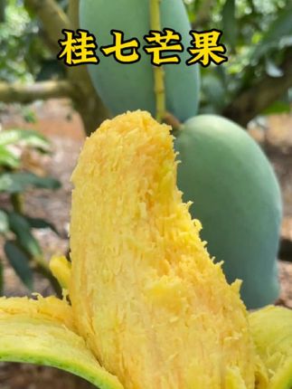 桂七芒果你吃过吗?比普通芒果更加香甜#优质农产品 #快来一起尝个鲜 #口感特别好 #桂七芒果 #芒果