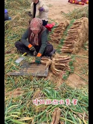 大西北红葱三年一收,葱味浓郁,旱地种植,炖肉炒菜好吃又香#家乡特产 #家的味道最抚凡人心 #西北美食