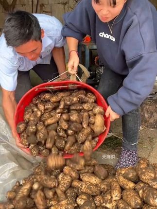 #天冷了吃点热乎的 #广东靓汤为你煲汤 #天麻煲鸡汤炖排骨汤 #巴适得很 #天麻 是个宝、喝汤可少不了…朋友们新鲜天麻你们有吃过吗?新鲜天麻拿回家用来煲鸡汤炖排骨汤,好吃又暖胃、口感好天麻素含量高。