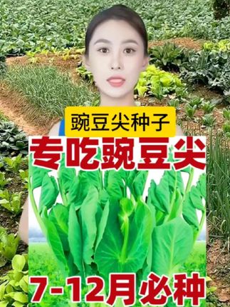 #豌豆尖#蔬菜种植 #在家种菜#优质农产品 #农业种植