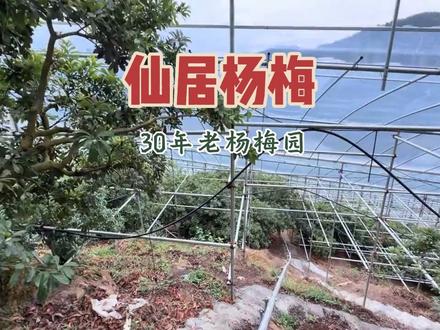 一镜到底带大家云欣赏我家1号杨梅园下山之路 刷到无聊的小伙伴可以来听听我的碎碎念😁
本来觉得视频太长可能播放会有点影响,想给他加速⏩,但是后面想想,也没这个必要。这个视频纯粹给大家云观赏一下真正的仙居30多年老杨梅园子是什么样子的。
#仙居杨梅 #东魁杨梅 #大棚杨梅 #三农 #真实生活分享计划