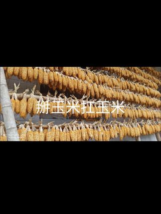 种植玉米花生,山区田埂路必须修路 田间地头不通路,是不行的,种植收获依靠肩膀挑扛,是不行的。 必须修路通三轮车路。